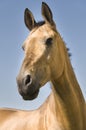 Golden Akhal-teke horse Royalty Free Stock Photo