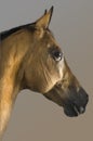 Golden Akhal-teke horse Royalty Free Stock Photo