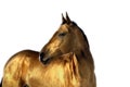 Golden akhal teke horse Royalty Free Stock Photo