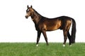 Golden akhal-teke horse isolated on white Royalty Free Stock Photo