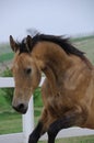 Golden akhal teke horse jumping