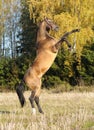 Golden akhal-teke stallion rears Royalty Free Stock Photo