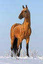 Golden akhalteke stallion