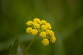 Pretty yellow flower growing in the meadow