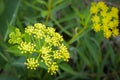 Golden Alexander - Yellow Wildflowers