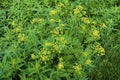 Golden Alexanders 845670