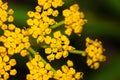 Golden Alexanders Zizia aurea