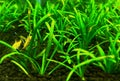 Golden algea eater in planted aquarium