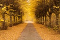 Golden alley