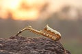 The golden alto saxophone lies on a black stone, against a background of sunset. Romantic musical background. Musical cover and