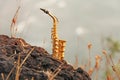 The golden alto saxophone stands on the background of the beach.