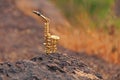 The golden alto saxophone stands on a black stone. Romantic musical background. Musical cover and creative Royalty Free Stock Photo