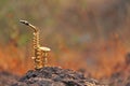 The golden alto saxophone stands on a black stone. Romantic musical background. Musical cover and creative Royalty Free Stock Photo