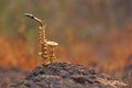 The golden alto saxophone stands on a black stone. Romantic musical background. Musical cover and creative Royalty Free Stock Photo