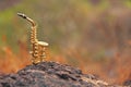 The golden alto saxophone stands on a black stone. Romantic musical background. Musical cover and creative Royalty Free Stock Photo