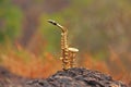 The golden alto saxophone stands on a black stone. Romantic musical background. Musical cover and creative Royalty Free Stock Photo