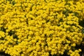 Golden Alysssum, alyssum saxatile