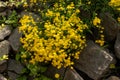 Golden Alyssum , perennial alyssum , Aurinia saxatilis, flowers yellow