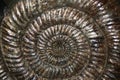 Golden ammonite closeup photo