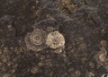 Golden ammonite prehistoric fossils on a black stone.