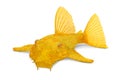 Golden Ancistrus pleco catfish ancistrus dolichopterus Royalty Free Stock Photo