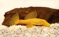 Golden Ancistrus pleco catfish Male albino Bristle-nose freshwater aquarium fish