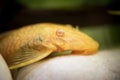 Golden Ancistrus pleco catfish Male albino Bristle-nose tropical freshwater aquarium fish