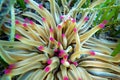 Golden anemone -Condylactis aurantiaca, sea anemone in to the Mediterranean sea