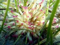 Golden anemone -Condylactis aurantiaca, sea anemone in to the Mediterranean sea