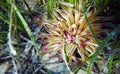 Golden anemone -Condylactis aurantiaca, sea anemone in to the Mediterranean sea