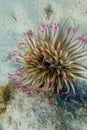 Golden anemone -( Condylactis aurantiaca ), sea anemone in to the Mediterranean sea