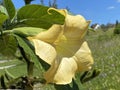 Golden angel`s trumpet / Brugmansia aurea / Goldene Engelstrompete or Floripondio Ecuatoriano - The Botanical Garden of Zurich