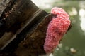 Golden apple snail eggs Royalty Free Stock Photo