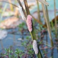 Golden apple snail eggs Royalty Free Stock Photo