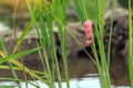 Golden apple snail eggs cling to rice plants in the field.