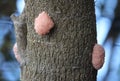 Golden apple snail eggs on a tree trunk