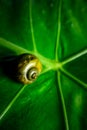 Golden Apple snail on the green leaf. Royalty Free Stock Photo