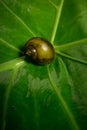 Golden Apple snail on the green leaf. Royalty Free Stock Photo