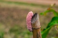 Golden apple snail lay eggs. Royalty Free Stock Photo