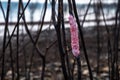 Golden apple snail`s eggs in bright pink and white color clinging to the branches of dead pricky wood weed in the lake.