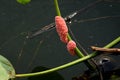 Golden Apple Snail in water. Royalty Free Stock Photo