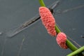 Golden Apple Snail in water. Royalty Free Stock Photo