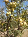 White cream coloured apples