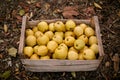 Golden apples in vintage wooden box on the ground full of autumn foliage. Ripe yellow fruits harvest in a crate. Autumn Royalty Free Stock Photo