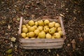 Golden apples in vintage wooden box on the ground full of autumn foliage. Ripe yellow fruits harvest in a crate. Autumn and diet c Royalty Free Stock Photo