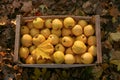 Golden apples in vintage wooden box on the ground full of autumn foliage. Ripe yellow fruits harvest in a crate on Royalty Free Stock Photo