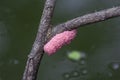 Golden applesnail on a branch