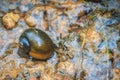 Golden applesnail or Channeled applesnail is the alien imported