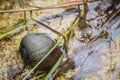 Golden applesnail or Channeled applesnail (Pomacea canaliculata) is eating rice trees. It is alien freshwater mollusk that is a m