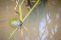 Golden applesnail or Channeled applesnail (Pomacea canaliculata) is eating rice trees. It is alien freshwater mollusk that is a m